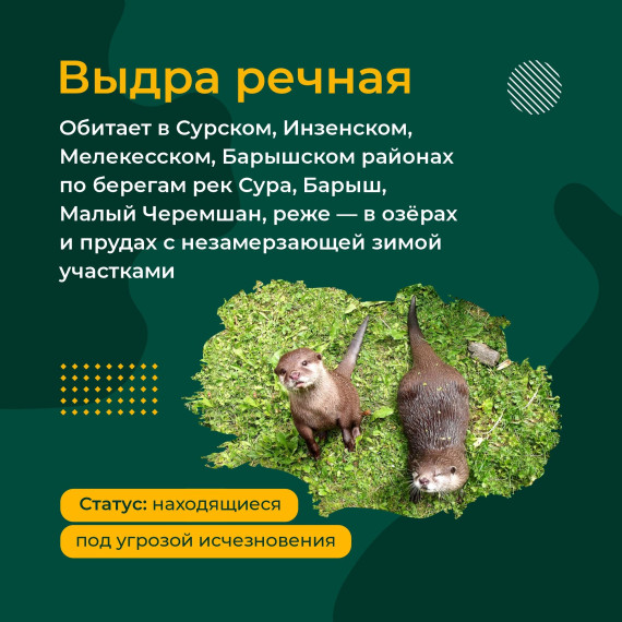 Необычные и редкие животные, которые обитают в Ульяновской области.