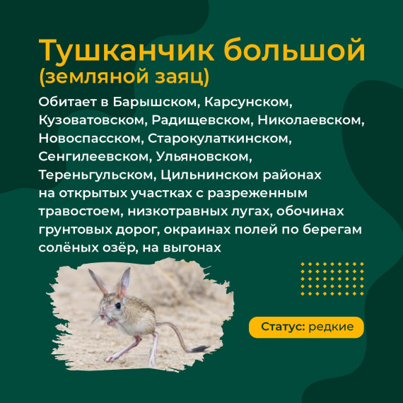 Необычные и редкие животные, которые обитают в Ульяновской области.